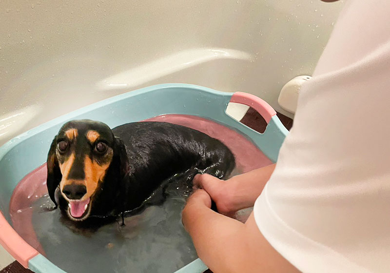 福岡市　ペット訪問サービスNao