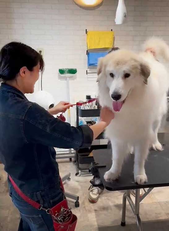 福岡市　ペット訪問サービスNao