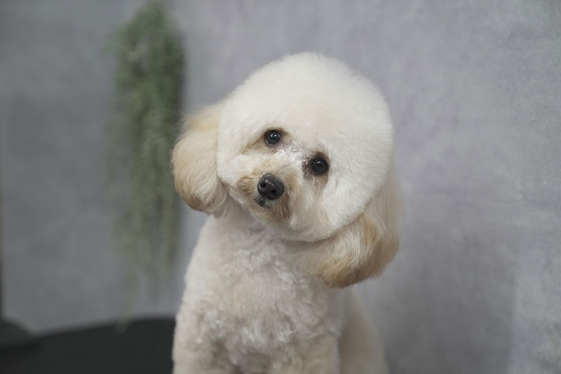 福岡市トリミングサロン　プチボヌール