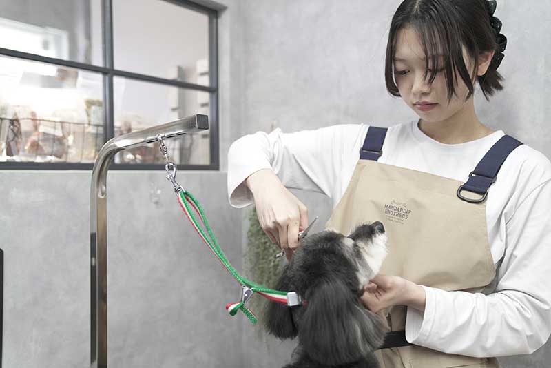 トリミングサロン　福岡市　プチボヌール