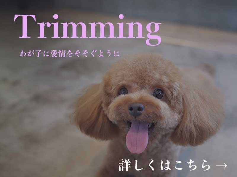 プチボヌールトリミング