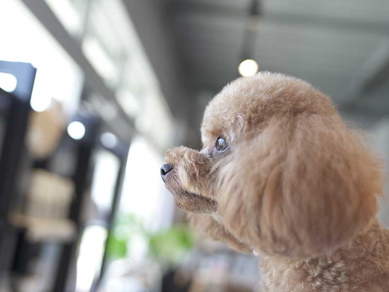 福岡市,東区のドグフード専門店・プチボヌール