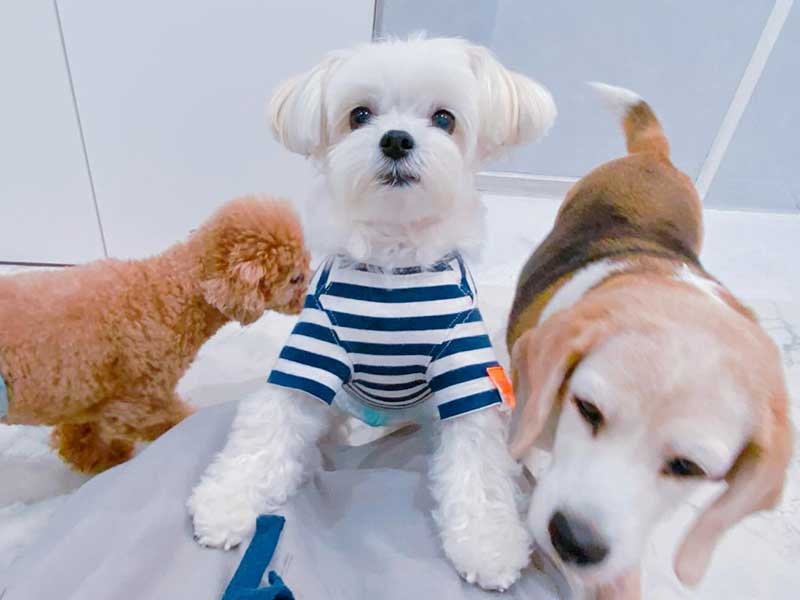 福岡のトリミングサロン　プティパ