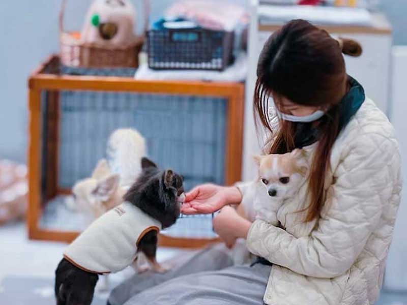 福岡のトリミングサロン　プティパ