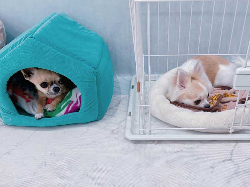 福岡のトリミングサロン　プティパ