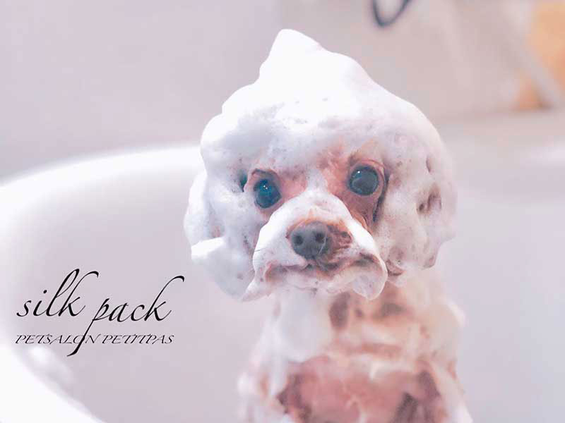 福岡のトリミングサロン　プティパ