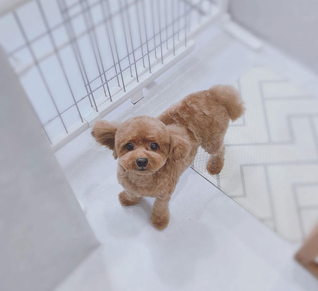 福岡のトリミングサロン　プティパ