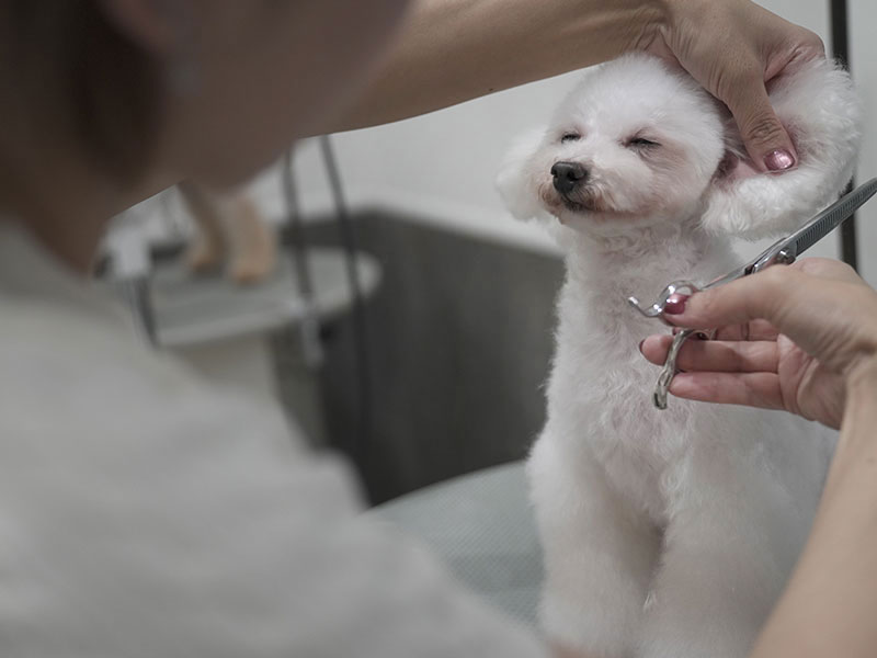 福岡のトリミングサロン　プティパ