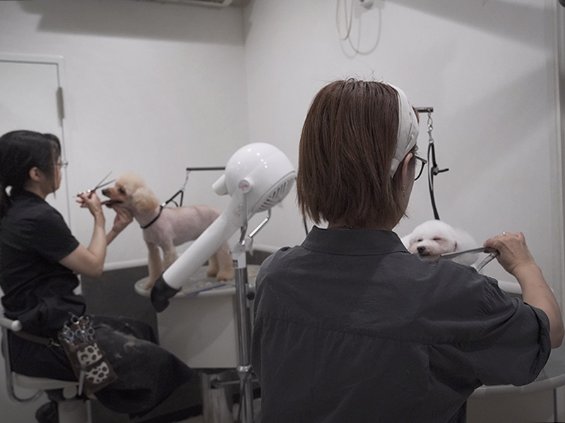 福岡市中央区,トリミング,トイプードル