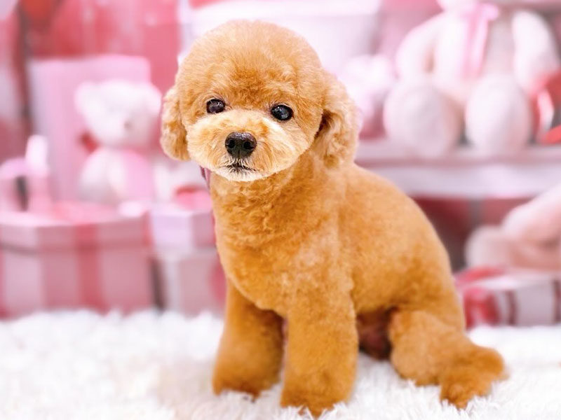 プティパ・トリミング