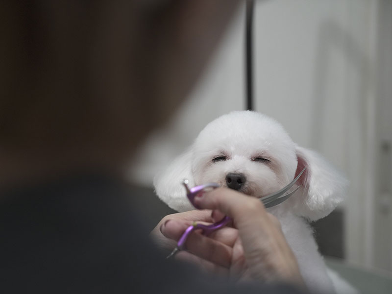 プティパ・トリミング