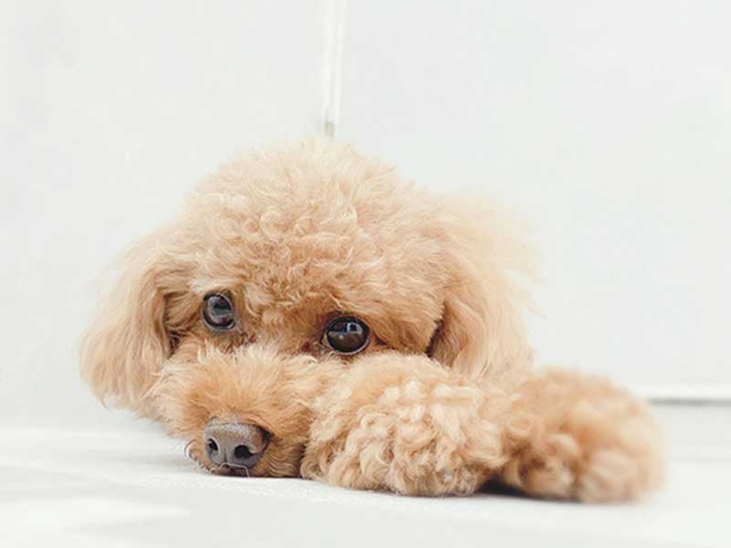 プティパ・犬のホテル