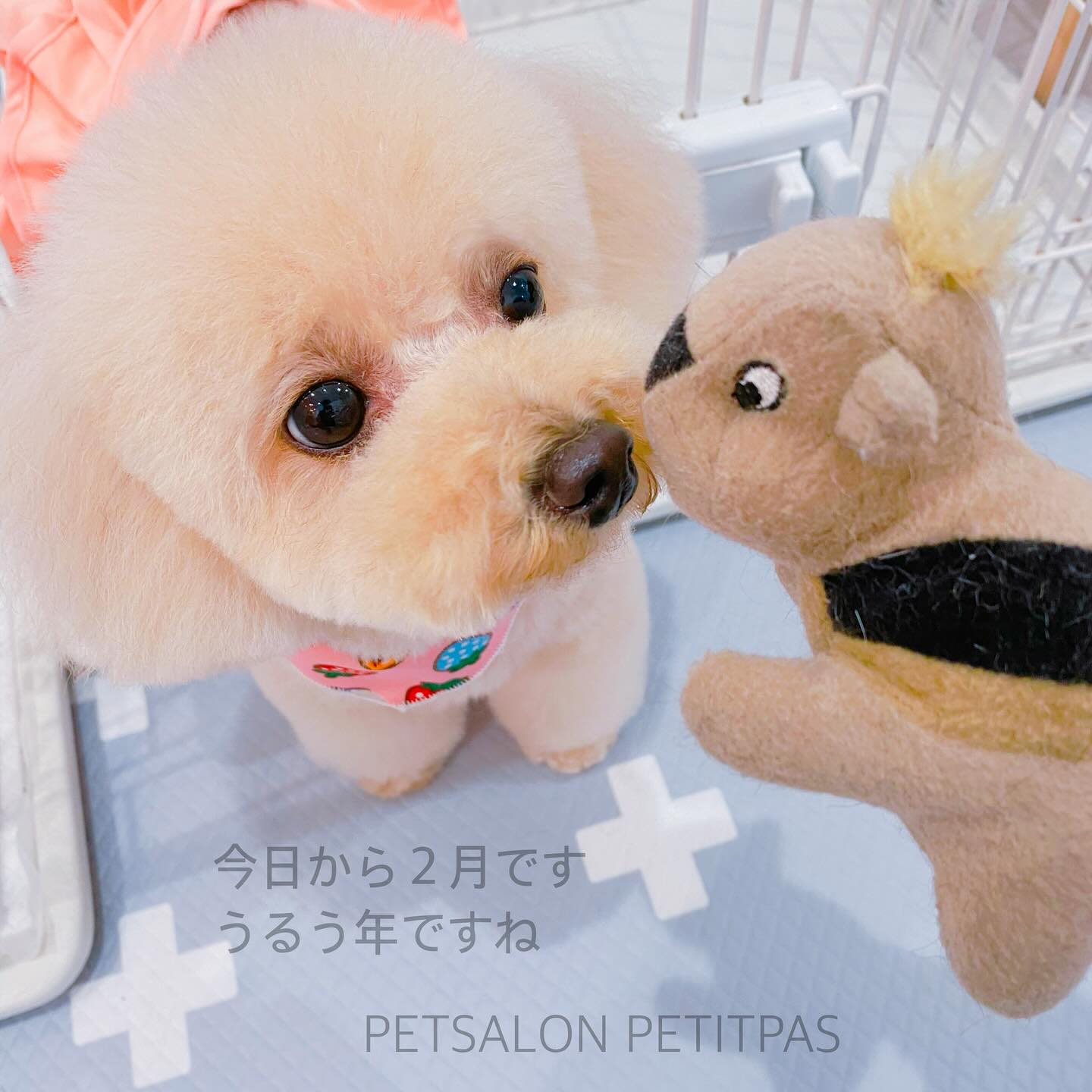 ペットサロンプティパ