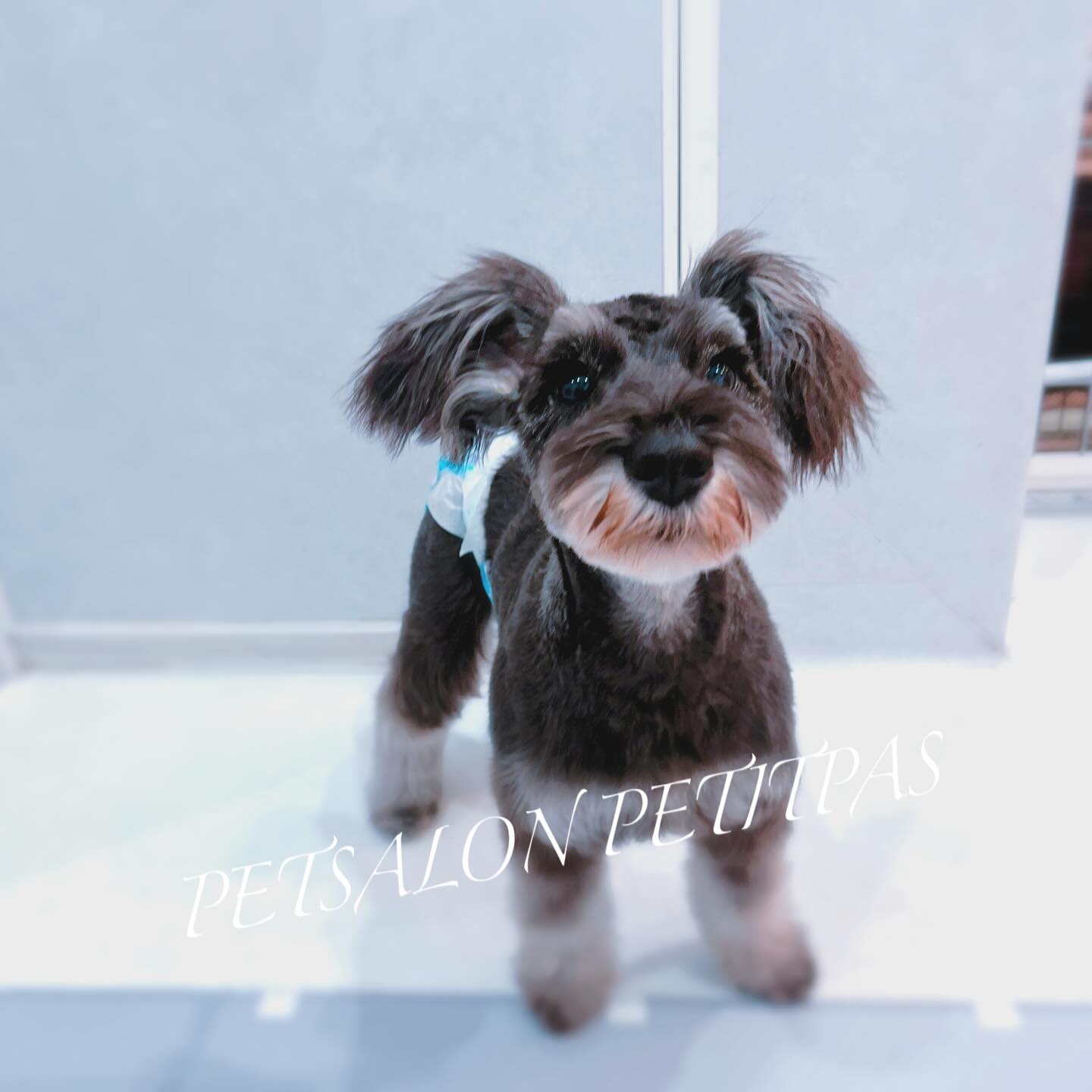 ペットサロンプティパ