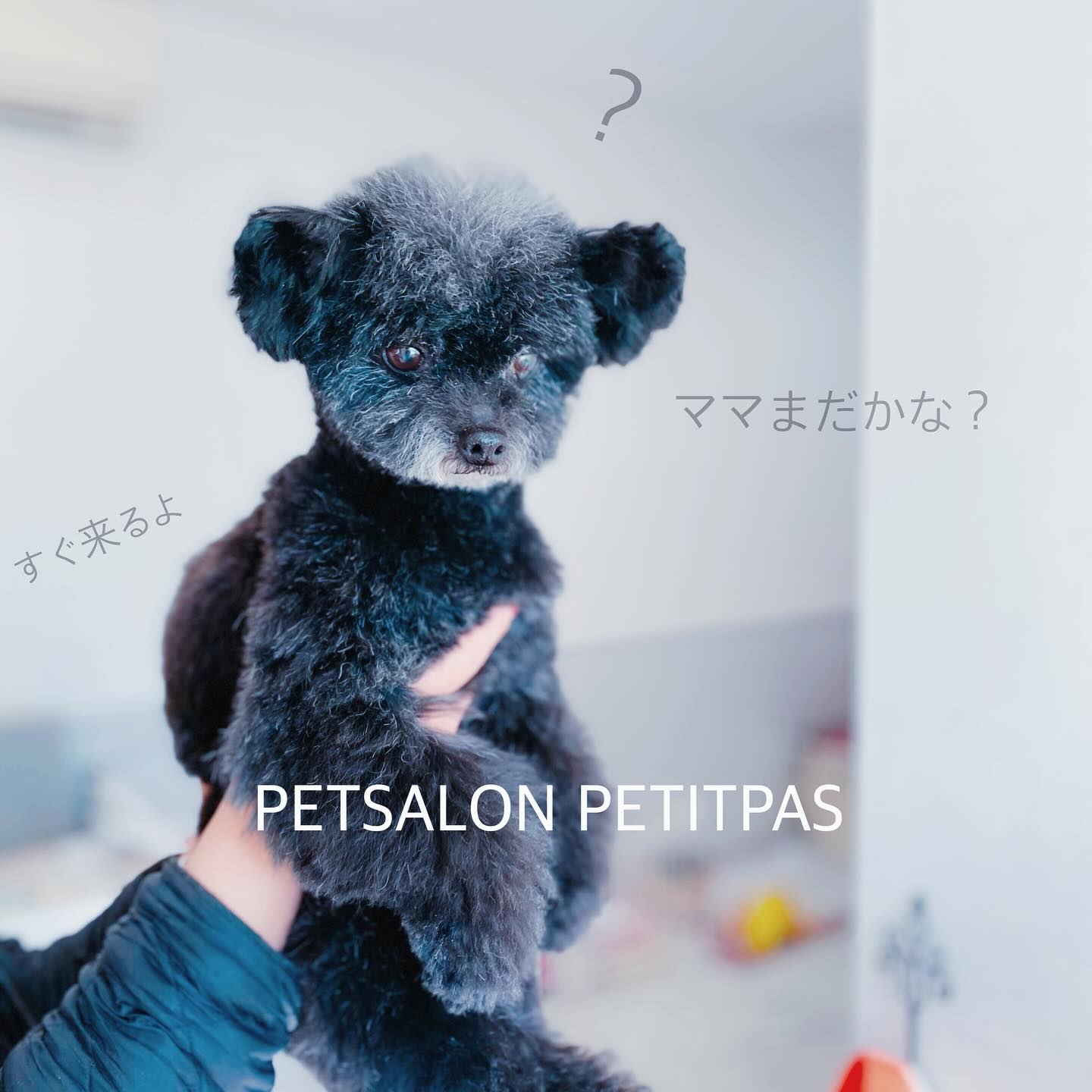 ペットサロンプティパ