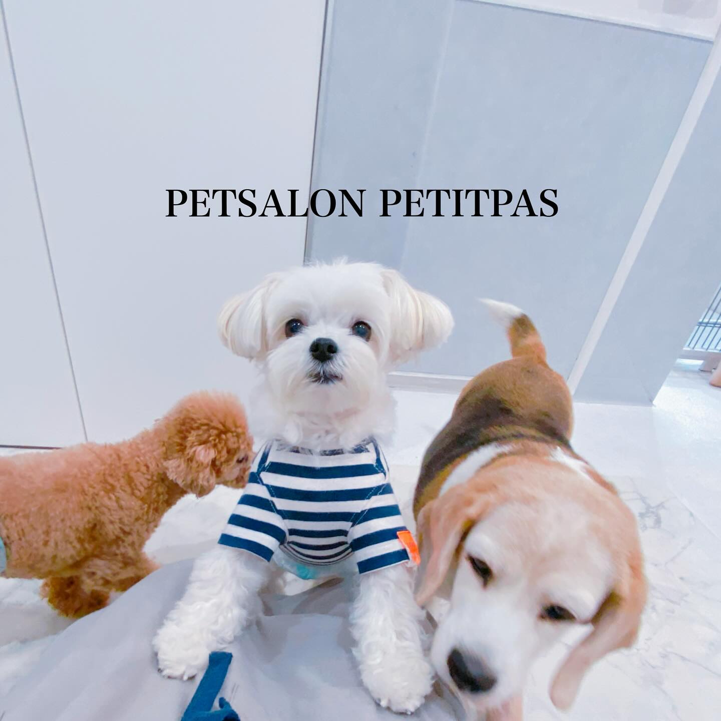 ペットサロンプティパ