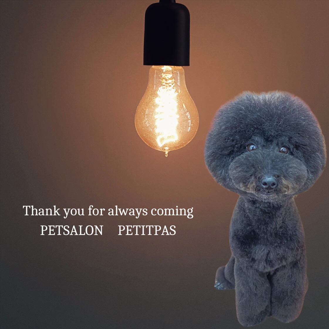 ペットサロンプティパ