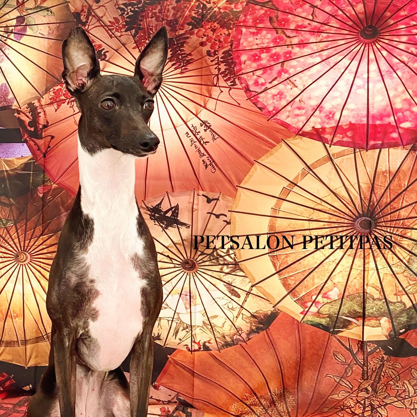 ペットサロンプティパ