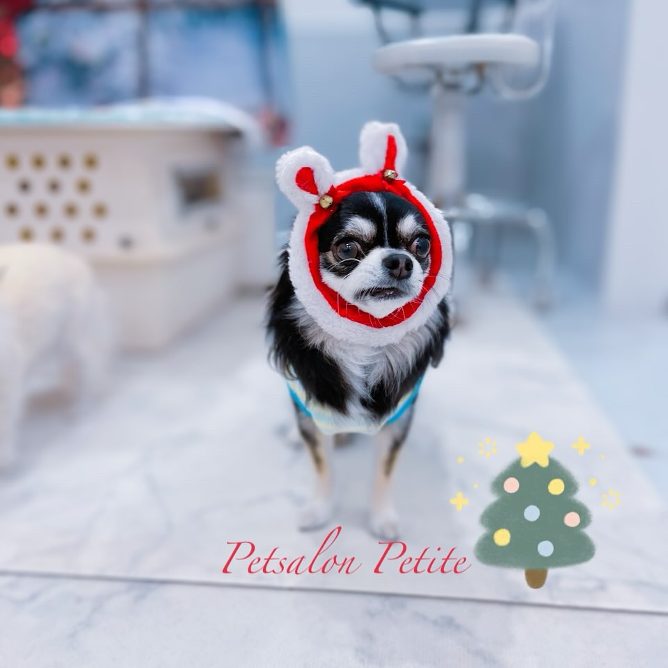 ペットサロンプティパ