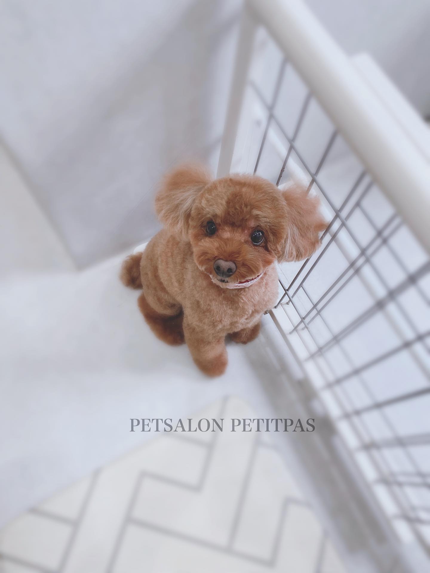 ペットサロンプティパ