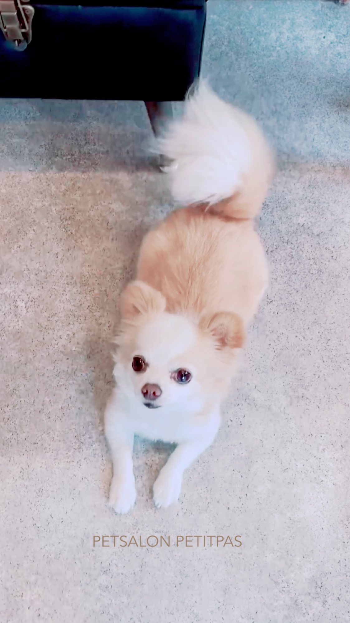 ペットサロンプティパ