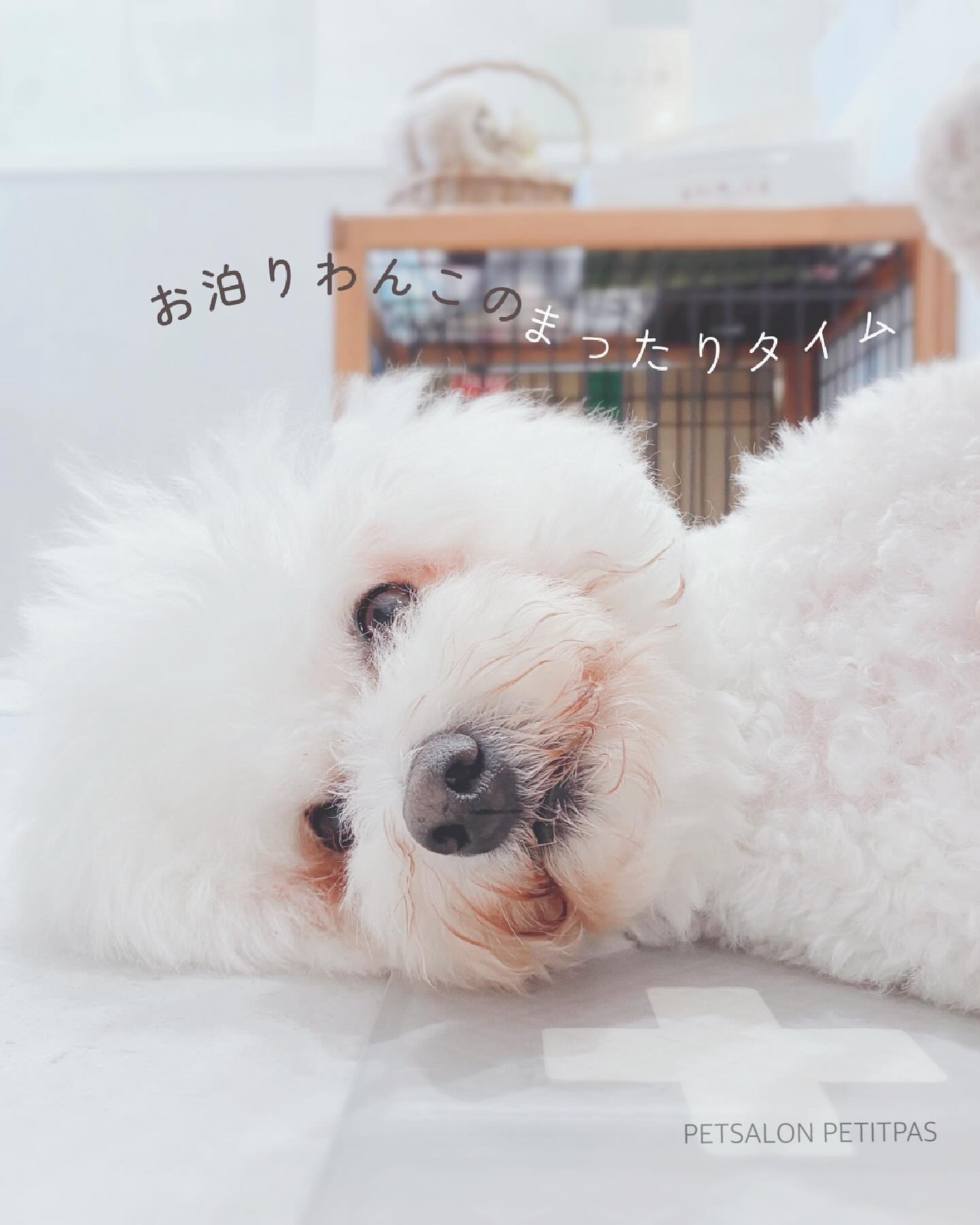 ペットサロンプティパ