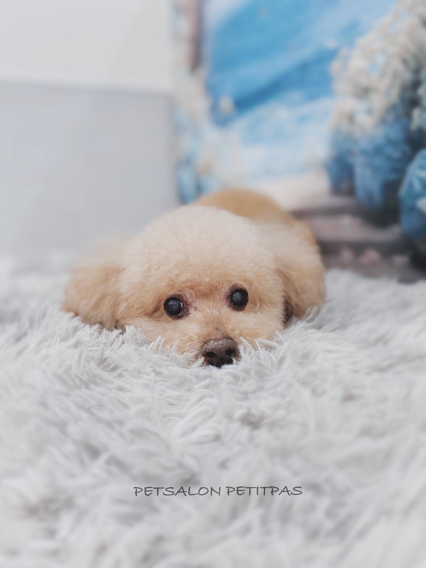 ペットサロンプティパ