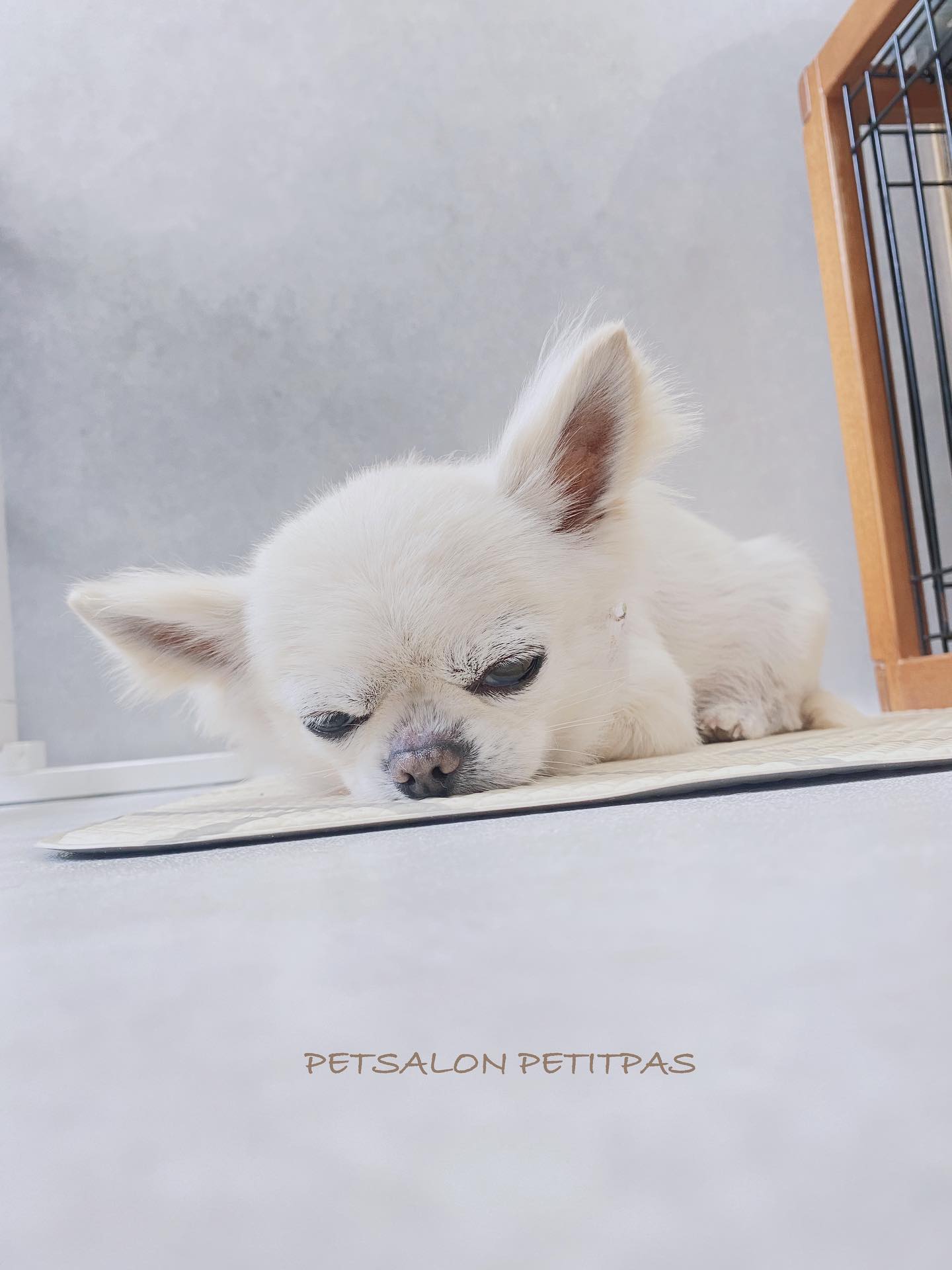 ペットサロンプティパ