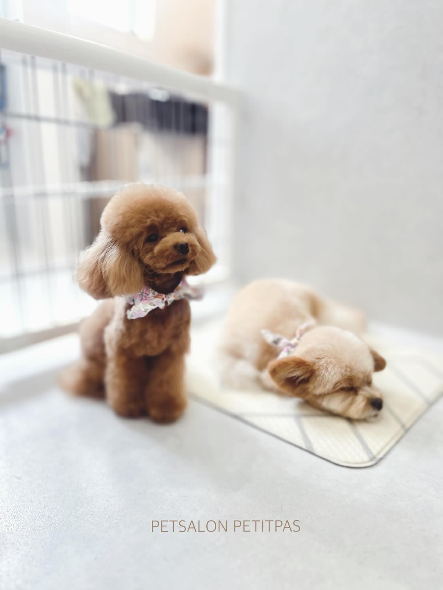 ペットサロンプティパ