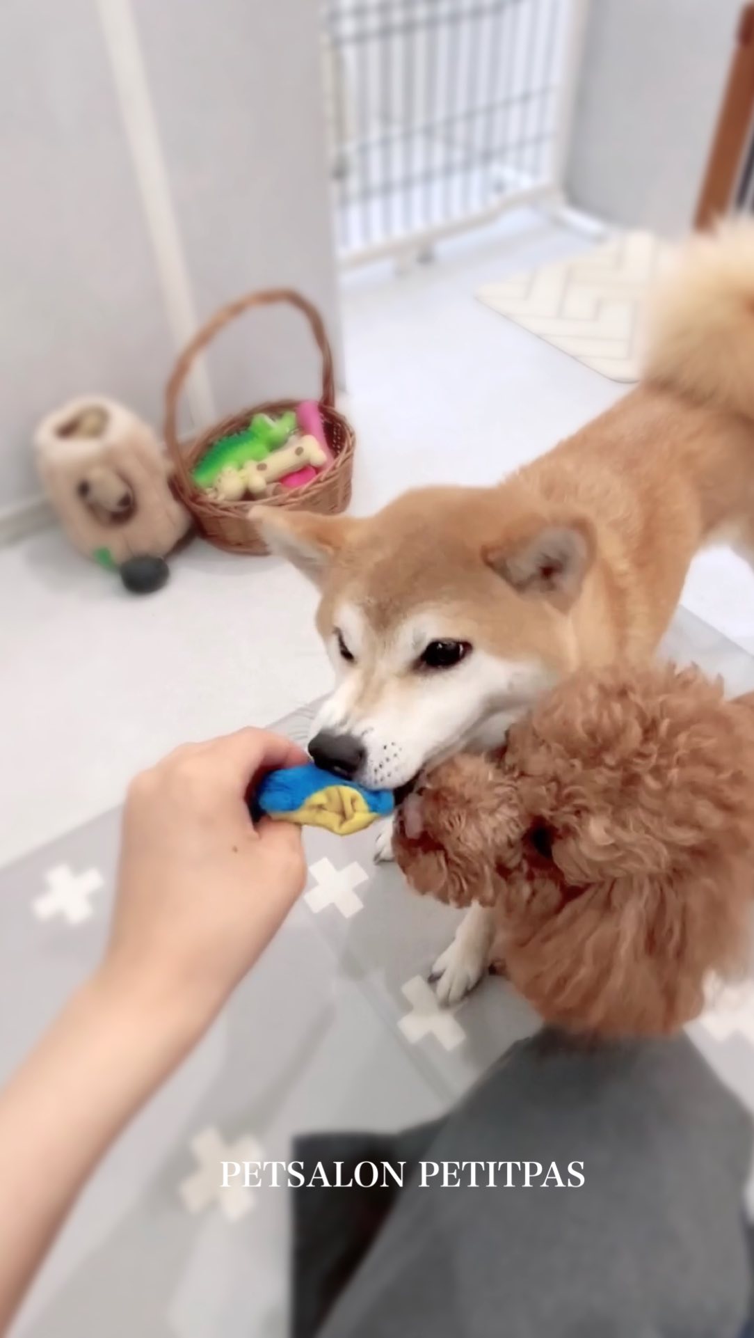 ペットサロンプティパ